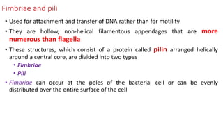 Fimbriae and pili
• Used for attachment and transfer of DNA rather than for motility
• They are hollow, non-helical filamentous appendages that are more
numerous than flagella
• These structures, which consist of a protein called pilin arranged helically
around a central core, are divided into two types
• Fimbriae
• Pili
• Fimbriae can occur at the poles of the bacterial cell or can be evenly
distributed over the entire surface of the cell
 