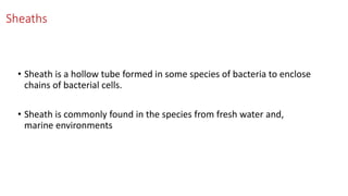 Sheaths
• Sheath is a hollow tube formed in some species of bacteria to enclose
chains of bacterial cells.
• Sheath is commonly found in the species from fresh water and,
marine environments
 