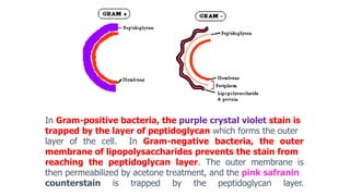 In Gram-positive bacteria, the purple crystal violet stain is
trapped by the layer of peptidoglycan which forms the outer
layer of the cell. In Gram-negative bacteria, the outer
membrane of lipopolysaccharides prevents the stain from
reaching the peptidoglycan layer. The outer membrane is
then permeabilized by acetone treatment, and the pink safranin
counterstain is trapped by the peptidoglycan layer.
 