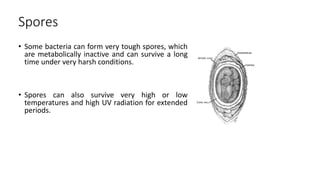 Spores
• Some bacteria can form very tough spores, which
are metabolically inactive and can survive a long
time under very harsh conditions.
• Spores can also survive very high or low
temperatures and high UV radiation for extended
periods.
 