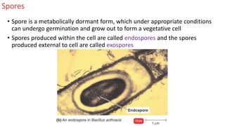Spores
• Spore is a metabolically dormant form, which under appropriate conditions
can undergo germination and grow out to form a vegetative cell
• Spores produced within the cell are called endospores and the spores
produced external to cell are called exospores
 