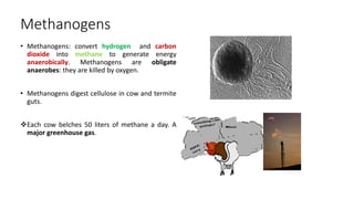 Methanogens
• Methanogens: convert hydrogen and carbon
dioxide into methane to generate energy
anaerobically. Methanogens are obligate
anaerobes: they are killed by oxygen.
• Methanogens digest cellulose in cow and termite
guts.
Each cow belches 50 liters of methane a day. A
major greenhouse gas.
 