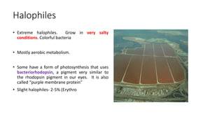 Halophiles
• Extreme halophiles. Grow in very salty
conditions. Colorful bacteria
• Mostly aerobic metabolism.
• Some have a form of photosynthesis that uses
bacteriorhodopsin, a pigment very similar to
the rhodopsin pigment in our eyes. It is also
called “purple membrane protein”
• Slight halophiles- 2-5% (Erythro
 