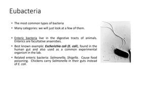 Eubacteria
• The most common types of bacteria
• Many categories: we will just look at a few of them.
• Enteric bacteria live in the digestive tracts of animals.
Enterics are facultative anaerobes.
• Best known example: Escherichia coli (E. coli), found in the
human gut and also used as a common experimental
organism in the lab.
• Related enteric bacteria: Salmonella, Shigella. Cause food
poisoning. Chickens carry Salmonella in their guts instead
of E. coli.
 