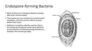 Endospore-forming Bacteria
• Most of these are in the genus Bacillus (named
after their normal shape).
• Their spores are very resistant to environmental
conditions, and may survive millions of years
before they revive.
• Anthrax is caused by a Bacillus species. Also is
this family are the bacteria that cause botulism
(a very bad form of food poisoning) and tetanus
(lockjaw--the muscles go rigid).
 