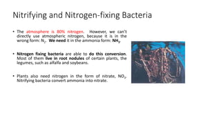 Nitrifying and Nitrogen-fixing Bacteria
• The atmosphere is 80% nitrogen. However, we can’t
directly use atmospheric nitrogen, because it is in the
wrong form: N2. We need it in the ammonia form: NH3.
• Nitrogen fixing bacteria are able to do this conversion.
Most of them live in root nodules of certain plants, the
legumes, such as alfalfa and soybeans.
• Plants also need nitrogen in the form of nitrate, NO3.
Nitrifying bacteria convert ammonia into nitrate.
 