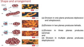 Shape and arrangement
(a) Division in one plane produces diplococci
and streptococci.
(b)Division in two planes produces tetrads.
(c)Division in three planes produces
sarcinae
and
(d) Division in multiple planes produces
staphylococci
 
