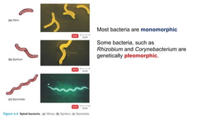 Most bacteria are monomorphic
Some bacteria, such as
Rhizobium and Corynebacterium are
genetically pleomorphic.
 