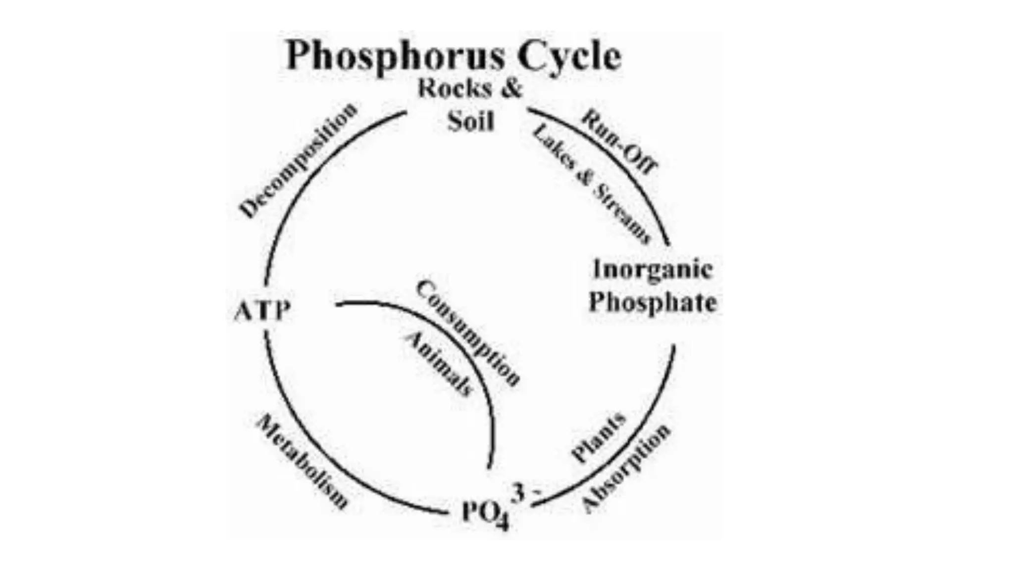 Phosphorus cycle