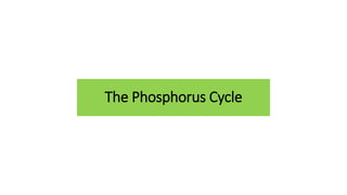 The Phosphorus Cycle
 