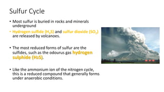 Sulfur Cycle
• Most sulfur is buried in rocks and minerals
underground
• Hydrogen sulfide (H2S) and sulfur dioxide (SO2)
are released by volcanoes.
• The most reduced forms of sulfur are the
sulfides, such as the odourus gas hydrogen
sulphide (H2S).
• Like the ammonium ion of the nitrogen cycle,
this is a reduced compound that generally forms
under anaerobic conditions.
 