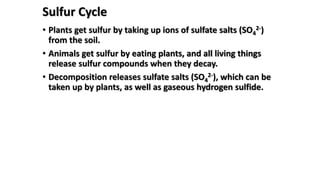 Sulfur Cycle
• Plants get sulfur by taking up ions of sulfate salts (SO4
2-)
from the soil.
• Animals get sulfur by eating plants, and all living things
release sulfur compounds when they decay.
• Decomposition releases sulfate salts (SO4
2-), which can be
taken up by plants, as well as gaseous hydrogen sulfide.
 
