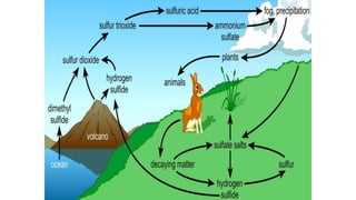 Sulphur cycle