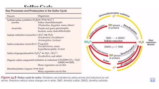 Sulfur Cycle
SO4
-2
Sulfate Reduction
(Assimilitory)
Organic Sulfur
H2S
Mineralization
Sulfur Oxidation
Sulfate Reduction
(Dissimilitory)
Elemental Sulfur
Sulfur Oxidation
Sulfur Reduction
 