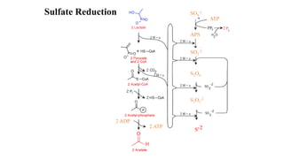 SO4
-2
ATP
APS
2 ADP
2 ATP
SO3
-2
S3O6
S2O3
-2
Sulfate Reduction
 