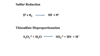 Sulfur Reduction
Thiosulfate Disproportionation
S2O3
-2 + H2O SO4
-2 + HS- + H+
S0 + H2 HS- + H+
 