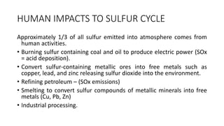 HUMAN IMPACTS TO SULFUR CYCLE
Approximately 1/3 of all sulfur emitted into atmosphere comes from
human activities.
• Burning sulfur containing coal and oil to produce electric power (SOx
= acid deposition).
• Convert sulfur-containing metallic ores into free metals such as
copper, lead, and zinc releasing sulfur dioxide into the environment.
• Refining petroleum – (SOx emissions)
• Smelting to convert sulfur compounds of metallic minerals into free
metals (Cu, Pb, Zn)
• Industrial processing.
 