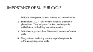 IMPORTANCE OF SULFUR CYCLE
1. Sulfur is a component of most proteins and some vitamins.
2. Sulfate ions (SO4
2- ) dissolved in water are common in
plant tissue. They are part of sulfur-containing amino
acids that are the building blocks for proteins.
3. Sulfur bonds give the three dimensional structure of amino
acids.
4. Many animals, including humans, depend on plants for
sulfur-containing amino acids.
 