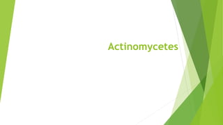 Actinomycetes
 
