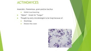 Actinomycetes | PPTX