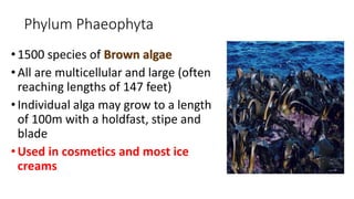 Phylum Phaeophyta
•1500 species of Brown algae
•All are multicellular and large (often
reaching lengths of 147 feet)
•Individual alga may grow to a length
of 100m with a holdfast, stipe and
blade
•Used in cosmetics and most ice
creams
 