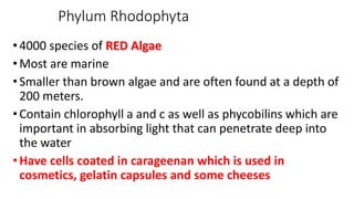 Phylum Rhodophyta
•4000 species of RED Algae
•Most are marine
•Smaller than brown algae and are often found at a depth of
200 meters.
•Contain chlorophyll a and c as well as phycobilins which are
important in absorbing light that can penetrate deep into
the water
•Have cells coated in carageenan which is used in
cosmetics, gelatin capsules and some cheeses
 