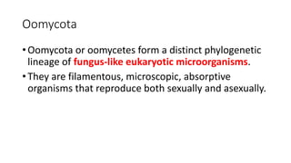 Oomycota
• Oomycota or oomycetes form a distinct phylogenetic
lineage of fungus-like eukaryotic microorganisms.
• They are filamentous, microscopic, absorptive
organisms that reproduce both sexually and asexually.
 