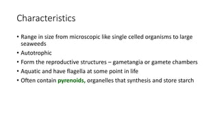 Characteristics
• Range in size from microscopic like single celled organisms to large
seaweeds
• Autotrophic
• Form the reproductive structures – gametangia or gamete chambers
• Aquatic and have flagella at some point in life
• Often contain pyrenoids, organelles that synthesis and store starch
 