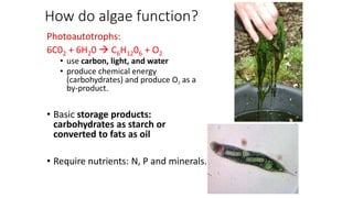 How do algae function?
Photoautotrophs:
6C02 + 6H20  C6H1206 + O2
• use carbon, light, and water
• produce chemical energy
(carbohydrates) and produce O2 as a
by-product.
• Basic storage products:
carbohydrates as starch or
converted to fats as oil
• Require nutrients: N, P and minerals.
 