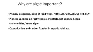 Why are algae important?
• Primary producers, basis of food webs, “FORESTS/GRASSES OF THE SEA”
• Pioneer Species: on rocky shores, mudflats, hot springs, lichen
communities, 'snow algae'
• O2 production and carbon fixation in aquatic habitats.
 