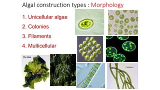 Algal construction types : Morphology
1. Unicellular algae
2. Colonies
3. Filaments
4. Multicellular
 