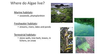 Where do Algae live?
Marine habitats:
• seaweeds, phytoplankton
Freshwater habitats:
• streams, rivers, lakes and ponds
Terrestrial habitats:
• stone walls, tree bark, leaves, in
lichens, on snow
 