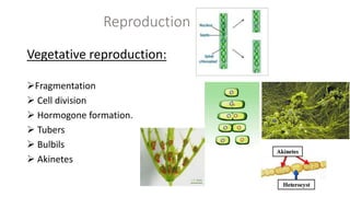 Reproduction
Vegetative reproduction:
Fragmentation
 Cell division
 Hormogone formation.
 Tubers
 Bulbils
 Akinetes
 