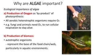 Why are ALGAE important?
Ecological importance of algae
a) Production of Oxygen as ‘by-product’ of
photosynthesis:
• All a...