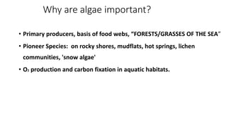 Why are algae important?
• Primary producers, basis of food webs, “FORESTS/GRASSES OF THE SEA”
• Pioneer Species: on rocky...