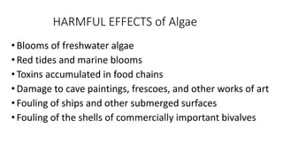 •Blooms of freshwater algae
•Red tides and marine blooms
•Toxins accumulated in food chains
•Damage to cave paintings, fre...