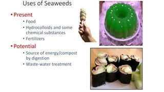 Uses of Seaweeds
•Present
• Food
• Hydrocolloids and some
chemical substances
• Fertilizers
•Potential
• Source of energy/...