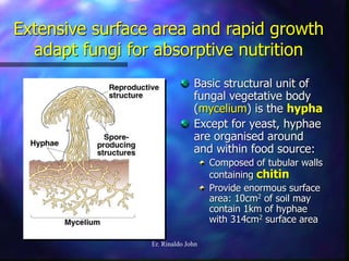 Fungi | PPT