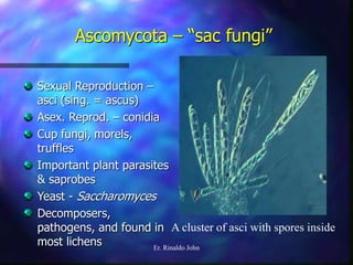 Fungi | PPT