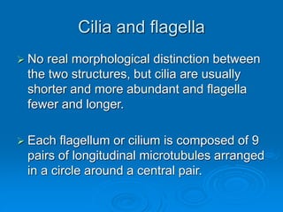 Cilia and flagella
 No real morphological distinction between
the two structures, but cilia are usually
shorter and more abundant and flagella
fewer and longer.
 Each flagellum or cilium is composed of 9
pairs of longitudinal microtubules arranged
in a circle around a central pair.
 