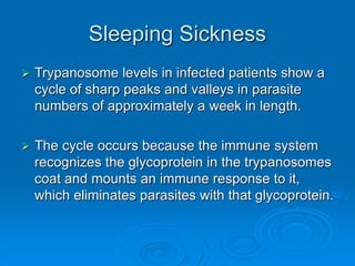 Sleeping Sickness
 Trypanosome levels in infected patients show a
cycle of sharp peaks and valleys in parasite
numbers of approximately a week in length.
 The cycle occurs because the immune system
recognizes the glycoprotein in the trypanosomes
coat and mounts an immune response to it,
which eliminates parasites with that glycoprotein.
 