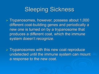 Sleeping Sickness
 Trypanosomes, however, possess about 1,000
different coat-building genes and periodically a
new one is turned on by a trypanosome that
produces a different coat, which the immune
system doesn’t recognize.
 Trypanosomes with this new coat reproduce
undetected until the immune system can mount
a response to the new coat.
 