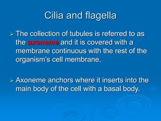 Cilia and flagella
 The collection of tubules is referred to as
the axoneme and it is covered with a
membrane continuous with the rest of the
organism’s cell membrane.
 Axoneme anchors where it inserts into the
main body of the cell with a basal body.
 