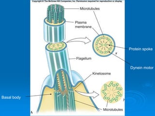 Figure 11.09a
Protein spoke
Dynein motor
Basal body
 