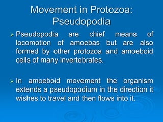 Movement in Protozoa:
Pseudopodia
 Pseudopodia are chief means of
locomotion of amoebas but are also
formed by other protozoa and amoeboid
cells of many invertebrates.
 In amoeboid movement the organism
extends a pseudopodium in the direction it
wishes to travel and then flows into it.
 