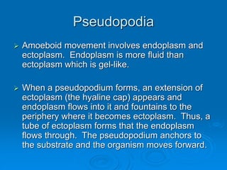 Pseudopodia
 Amoeboid movement involves endoplasm and
ectoplasm. Endoplasm is more fluid than
ectoplasm which is gel-like.
 When a pseudopodium forms, an extension of
ectoplasm (the hyaline cap) appears and
endoplasm flows into it and fountains to the
periphery where it becomes ectoplasm. Thus, a
tube of ectoplasm forms that the endoplasm
flows through. The pseudopodium anchors to
the substrate and the organism moves forward.
 