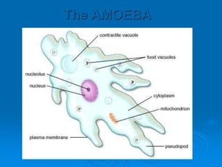 The AMOEBA
 
