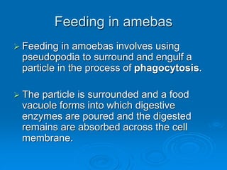 Feeding in amebas
 Feeding in amoebas involves using
pseudopodia to surround and engulf a
particle in the process of phagocytosis.
 The particle is surrounded and a food
vacuole forms into which digestive
enzymes are poured and the digested
remains are absorbed across the cell
membrane.
 