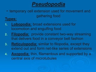 Pseudopodia
- temporary cell extension used for movement and
gathering food
Types:
1. Lobopodia: broad extensions used for
locomotion and engulfing food
2. Filopodia: provide constant two-way streaming
that delivers food in a conveyor belt fashion
3. Reticulopodia: similar to filopodia, except they
extend out and form net-like series of extensions
4. Axopodia: thin, filamentous and supported by a
central axis of microtubules
 