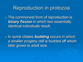 Reproduction in protozoa
 The commonest form of reproduction is
binary fission in which two essentially
identical individuals result.
 In some ciliates budding occurs in which
a smaller progeny cell is budded off which
later grows to adult size.
 